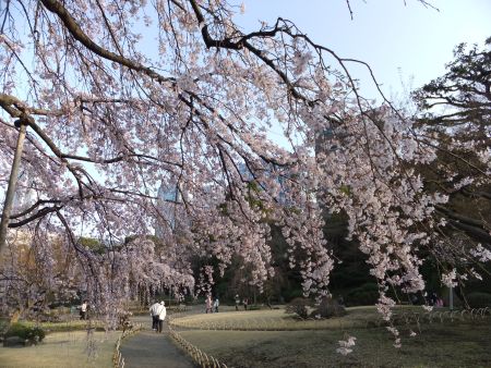 小石川後楽園の桜(3)/2013.3.19