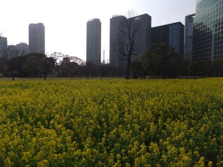 浜離宮恩賜公園の菜の花畑(2)/2013.3.19