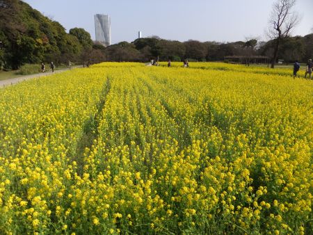 浜離宮恩賜公園の菜の花畑(3)/2013.3.19