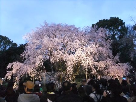 六義園のしだれ桜(2)/2013.3.20