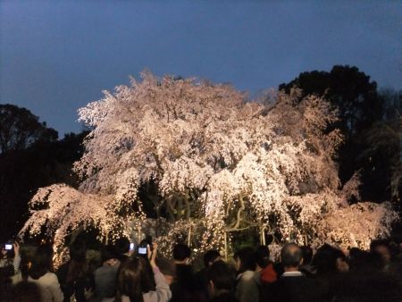 六義園のしだれ桜(3)/2013.3.20