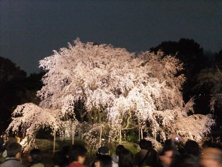 六義園のしだれ桜(4)/2013.3.20