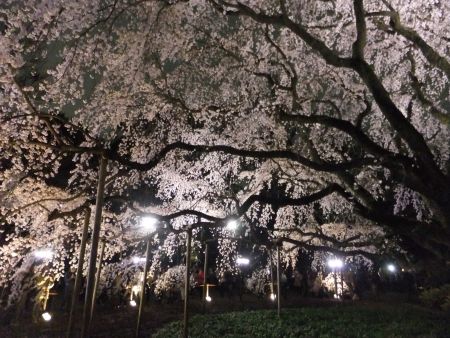 六義園のしだれ桜(5)/2013.3.20