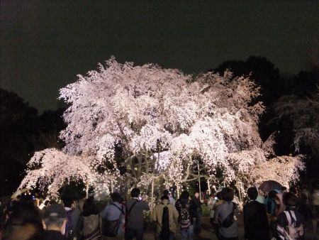 六義園のしだれ桜(6)/2013.3.20