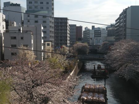 京急から望む石崎川公園の桜(1)/2013.3.20