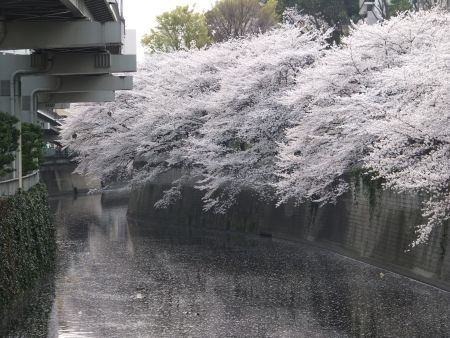 江戸川公園の桜(1)/2013.3.23