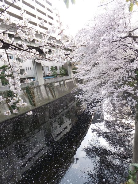江戸川公園の桜(2)/2013.3.23