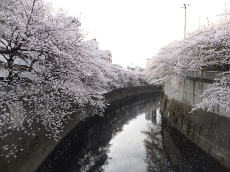 江戸川公園の桜(4)/2013.3.23