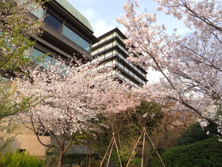 ホテル椿山荘 庭園の桜(1)/2013.3.23