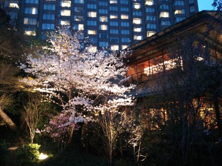 ホテル椿山荘 庭園の桜(1)/2013.3.23