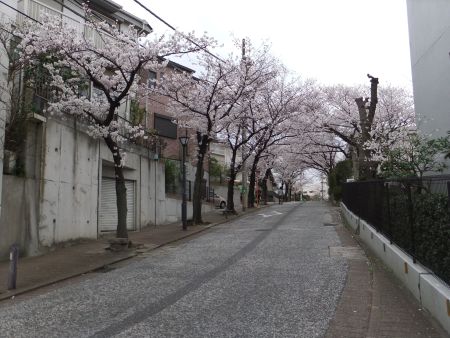 港南桜道の桜(2)/2013.3.23