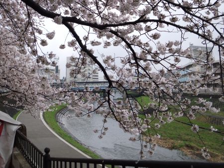 横浜・戸塚 柏尾川の桜(2)/2013.3.27