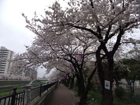 横浜・戸塚 柏尾川の桜(3)/2013.3.27