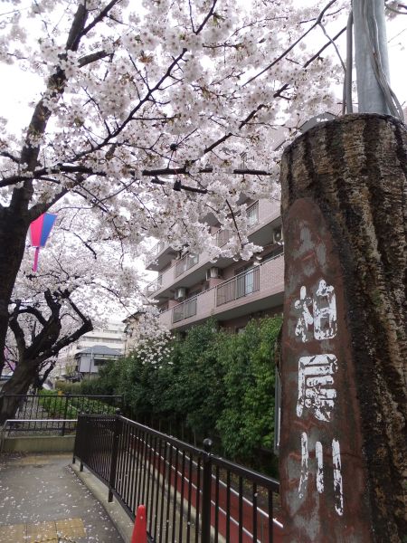 横浜・戸塚 柏尾川の桜(4)/2013.3.27