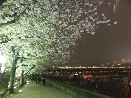 隅田公園の夜桜（3)/2013.3.27