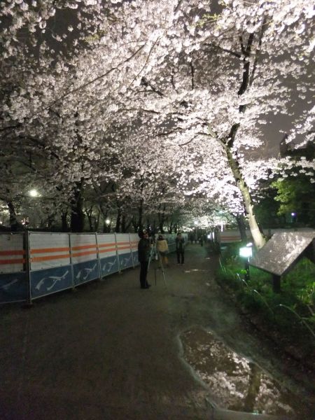 隅田公園の夜桜（4)/2013.3.27