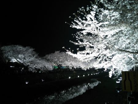 調布・野川の桜のライトアップ(1)/2013.3.29