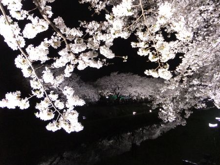 調布・野川の桜のライトアップ(2)/2013.3.29