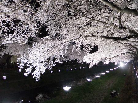 調布・野川の桜のライトアップ(3)/2013.3.29