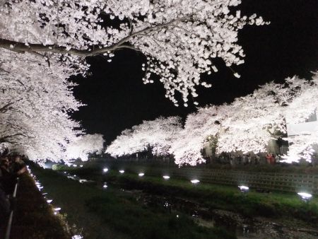 調布・野川の桜のライトアップ(5)/2013.3.29