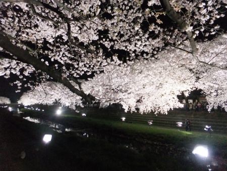 調布・野川の桜のライトアップ(6)/2013.3.29