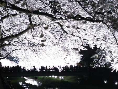 調布・野川の桜のライトアップ(7)/2013.3.29
