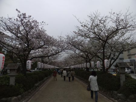 段葛の桜(4)/2013.3.30