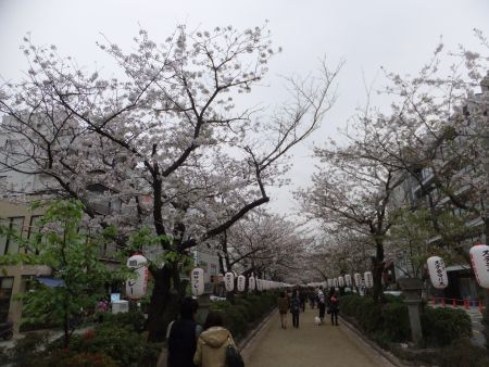 段葛の桜(5)/2013.3.30