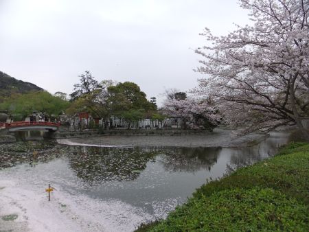 鶴岡八幡宮・源平池の桜（1)/2013.3.30