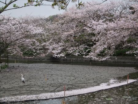 鶴岡八幡宮・源平池の桜（2)/2013.3.30