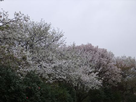 源氏山公園の桜（2)/2013.3.30
