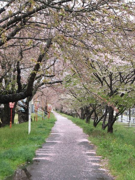 三刀屋の桜並木(3)/2013.4.7