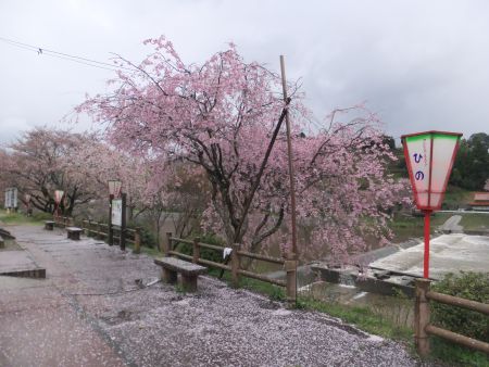 三刀屋の桜並木(4)/2013.4.7