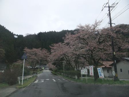 出雲湯村温泉の桜(1)/2013.4.7