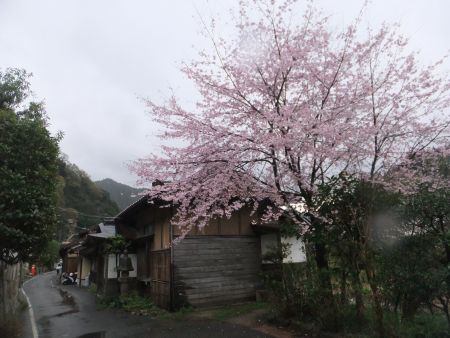 出雲湯村温泉の桜(2)/2013.4.7