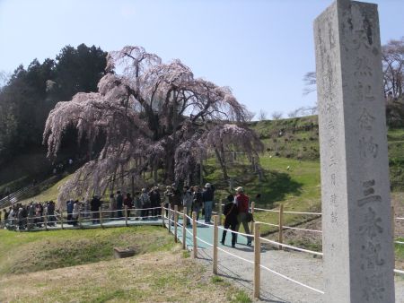 三春の滝桜(1)/2013.4.13