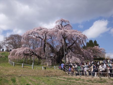 三春の滝桜(2)/2013.4.13