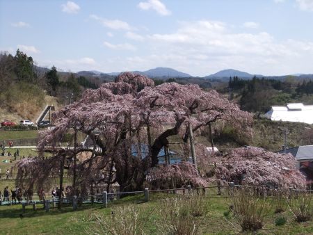 三春の滝桜(4)/2013.4.13