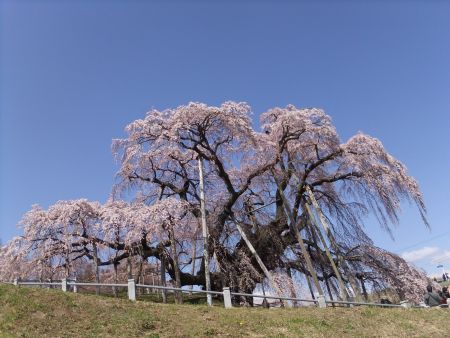 三春の滝桜(5)/2013.4.13