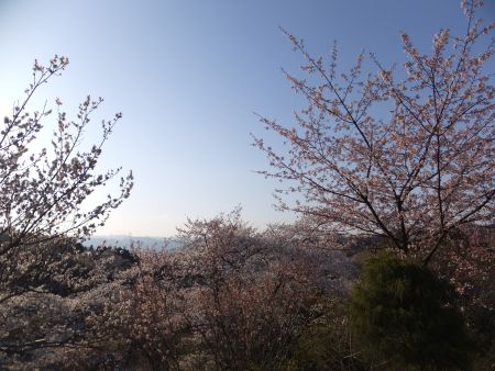 花見山公園の桜(1)/2013.4.13