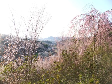 花見山公園の桜(2)/2013.4.13