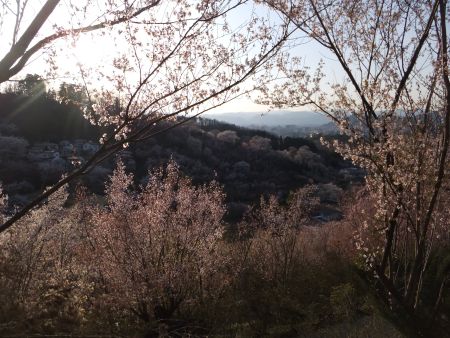 花見山公園の桜(3)/2013.4.13