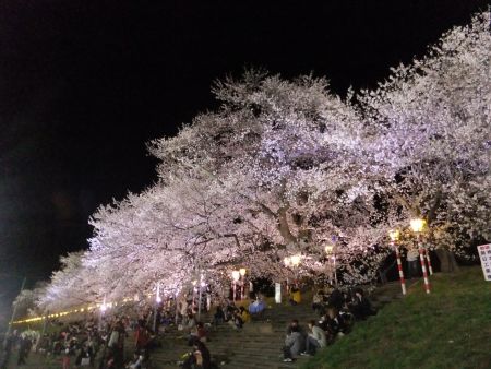 白石川堤一目千本桜のライトアップ(1)/2013.4.13
