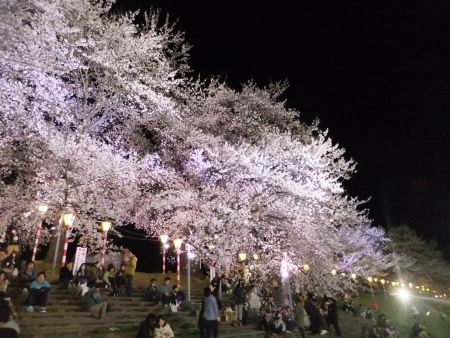白石川堤一目千本桜のライトアップ(2)/2013.4.13