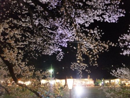 白石川堤一目千本桜のライトアップ(3)/2013.4.13