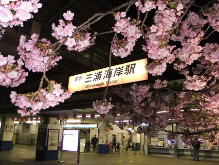 桜色バージョンの三浦海岸駅の駅名看板/2014.3.6