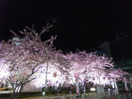三浦海岸の河津桜 ライトアップ(5)／三浦海岸駅/2014.3.6
