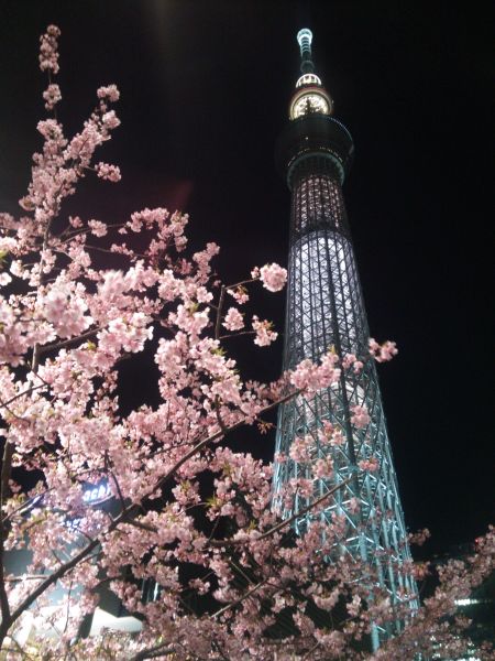 河津桜と東京スカイツリーのライトアップ「ホワイトショコラ」/2014.3.15