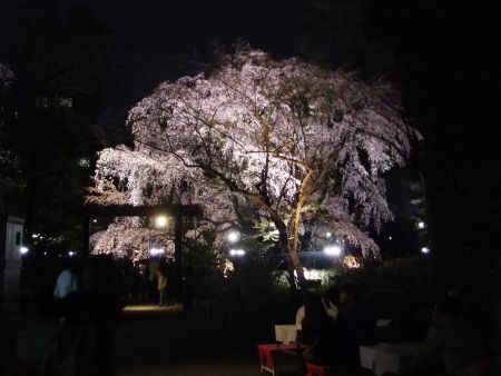六義園のしだれ桜(1)/2014.3.28