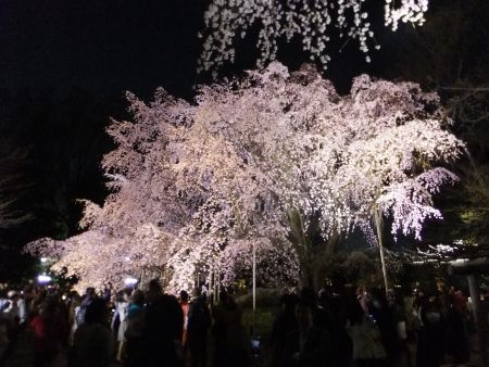 六義園のしだれ桜(2)/2014.3.28